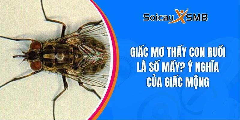mơ thấy con ruồi