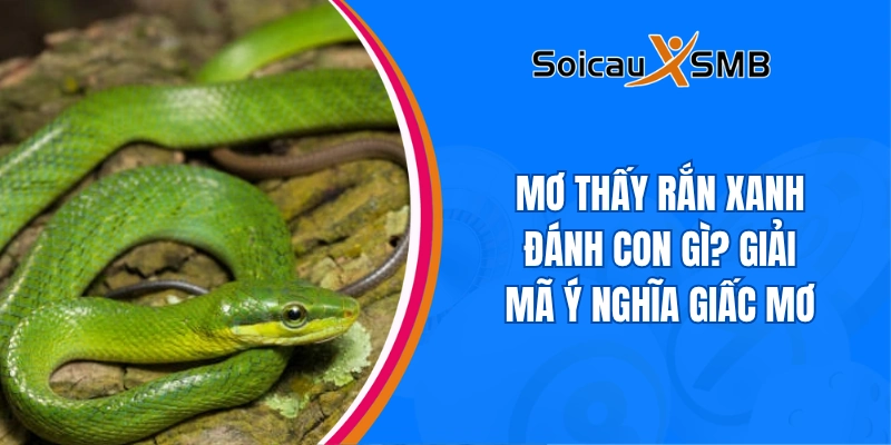 Mơ thấy rắn xanh đánh con gì? Giải mã ý nghĩa giấc mơ
